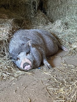 Wilbur an emotional support pig at work