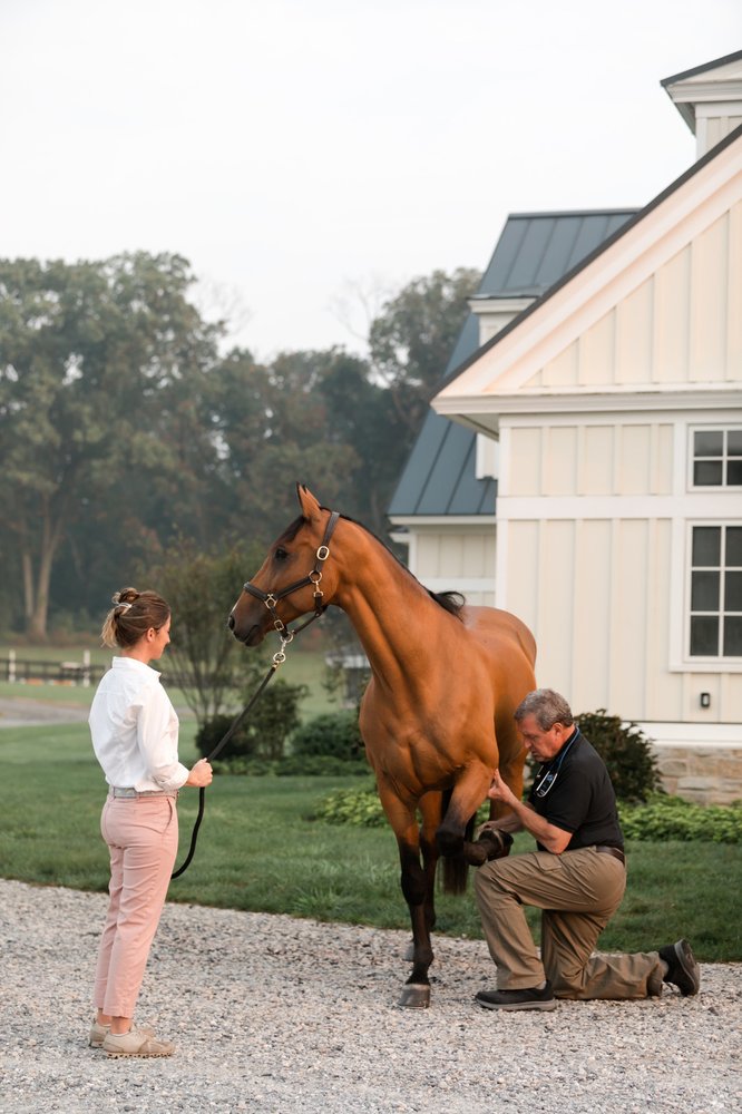 Limb palpation full horse.jpg