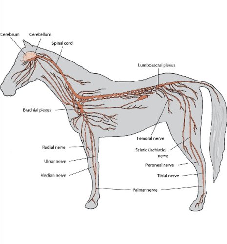 Nervous System Equine
