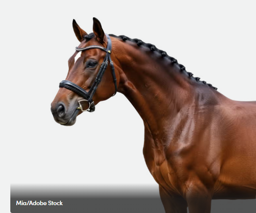 Warmblood Neck